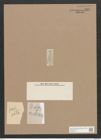 Navicula forcipata Grev. (de-Toni-Nr.: Genus 1, Species 332) Zeichnungen Sammlung Grunow Nr. 757 (NHMW-BOT-W0367161)